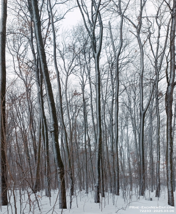 72233PeCrLe - The forest in winter